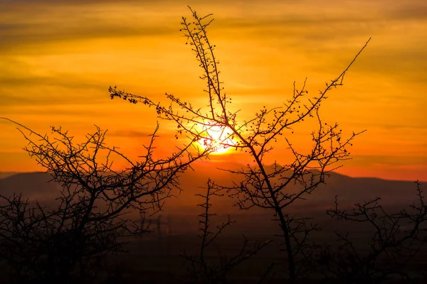 Leuchtend Orangefarbener Abendhimmel Und Äste — Stockfoto