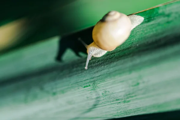 Guscio Lumaca Sul Fiore — Foto Stock