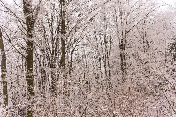 Snötäckta Kala Träd Och Grenar Vintrig Skog — Stockfoto