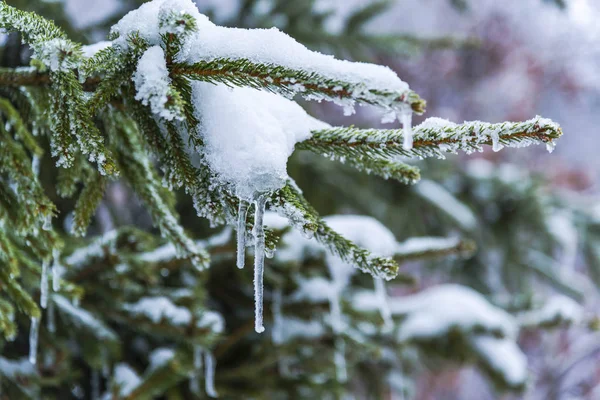Donmuş Doğa Orman Karla Kaplı — Stok fotoğraf