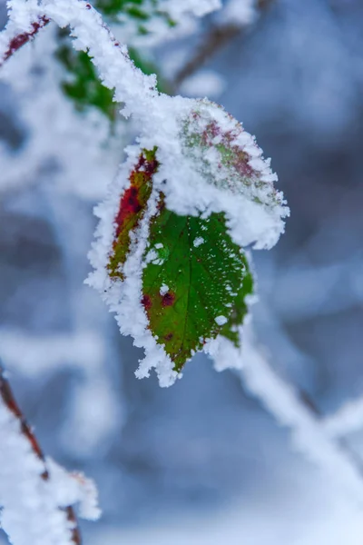 Galhos Árvore Congelados Fechar — Fotografia de Stock