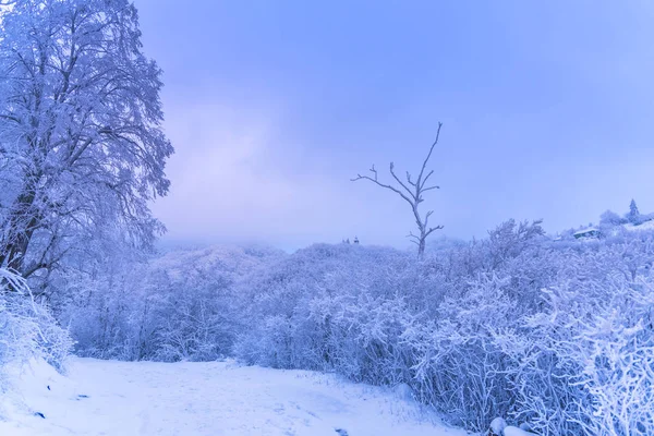 Hóval Borított Fák Ágak Téli Erdőben — Stock Fotó