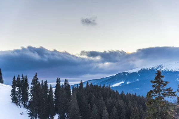 Increíble Vista Naturaleza Con Pinos Cielo Nublado — Foto de Stock