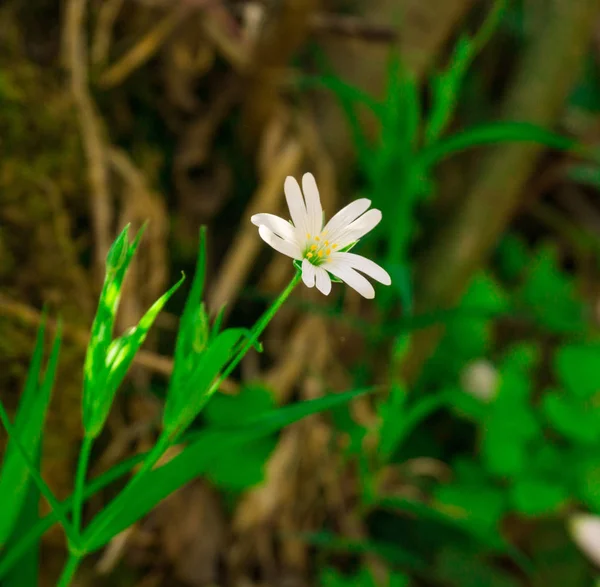 Close Amazing Colorful Blooming Flower — Stock Photo, Image