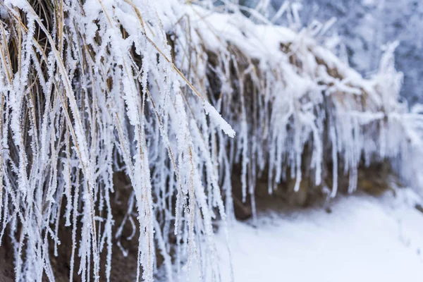 Fagyasztott Természetű Hóval Borított Erdő — Stock Fotó