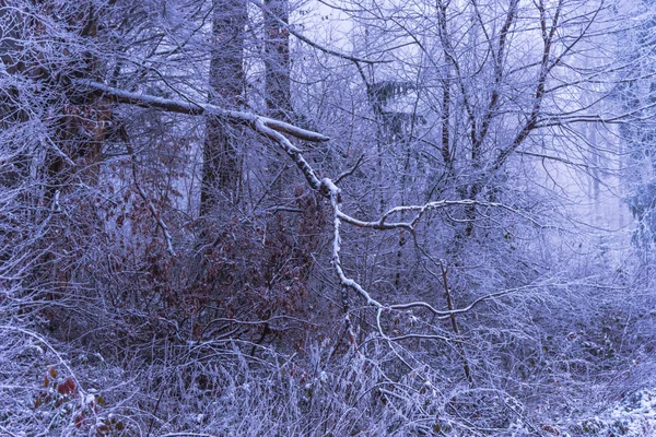Árboles Desnudos Cubiertos Nieve Ramas Bosque Invernal — Foto de Stock
