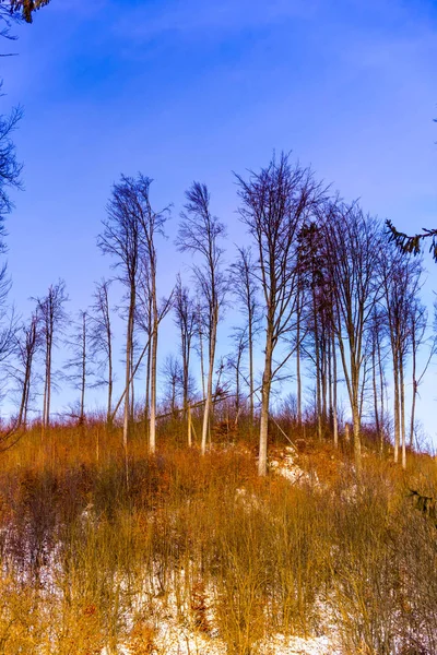 Met Sneeuw Bedekte Kale Bomen Takken Bos — Stockfoto