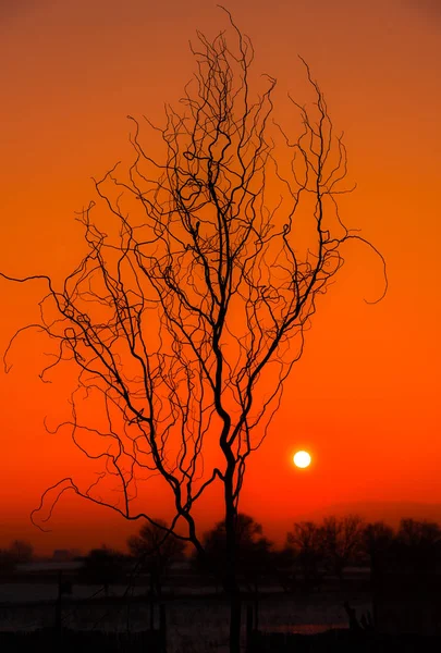 Coucher Soleil Rouge Clair Ciel Branches Arbres — Photo