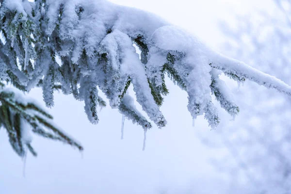 Karla Kaplı Ağaçlar Dalları Kış Orman — Stok fotoğraf
