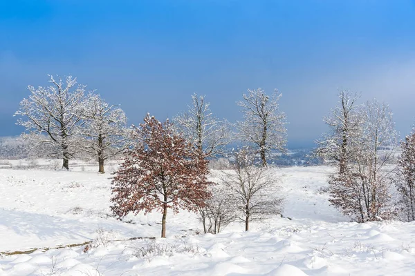 Χιονισμένα Δέντρα Και Κλαδιά Στο Χειμερινό Δάσος — Φωτογραφία Αρχείου