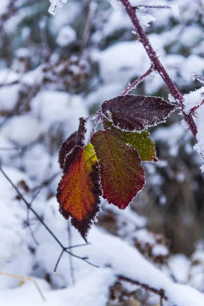 Замерзшая Природа Покрытый Снегом Лес — стоковое фото