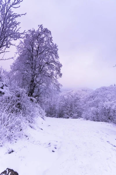 Full Snow Covered Trees Misty Forest — Stock Photo, Image