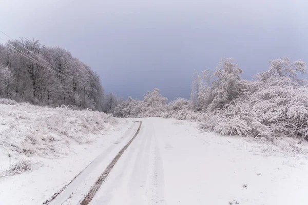 Teljes Hóval Borított Bokrok Gumiabroncs Számokat Ködös Erdő — Stock Fotó