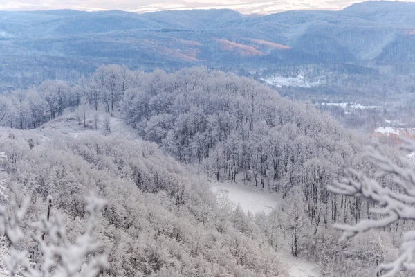 Amazing Nature View Snowy Trees — Stock Photo, Image