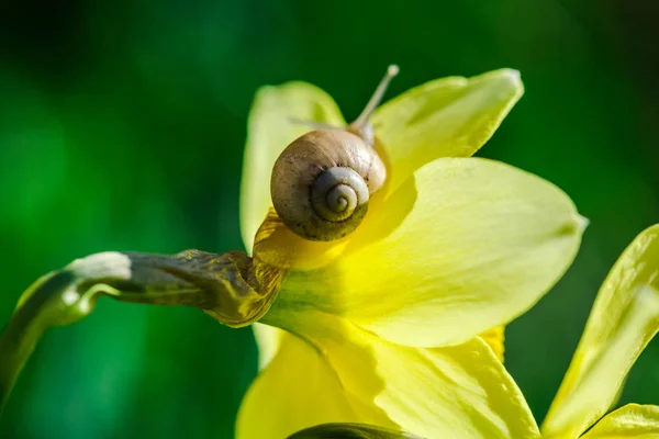 Coquille Escargot Sur Fleur — Photo