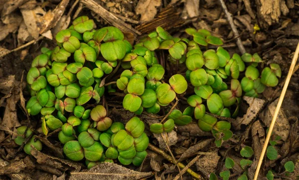 Judías Verdes Bosque —  Fotos de Stock