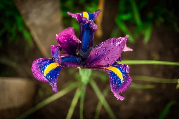 驚くほどカラフルな花のクローズ アップ — ストック写真