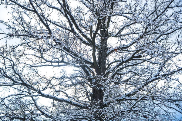 在寒冷的森林里被白雪覆盖的光秃秃的树木和树枝 — 图库照片