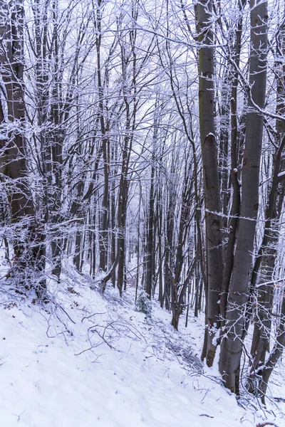 Snow Covered Trees Branches Wintry Forest — Stockfoto