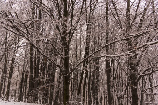 Sneeuw Bedekte Kale Bomen Takken Winterse Bos — Stockfoto