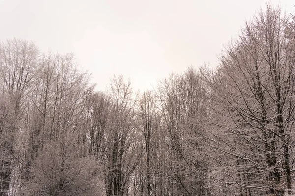 Árboles Desnudos Cubiertos Nieve Ramas Bosque Invernal — Foto de Stock