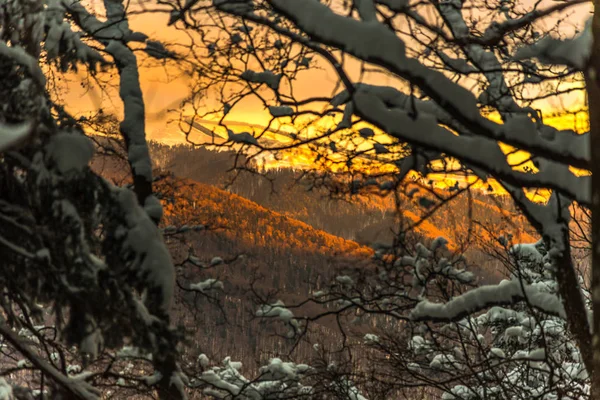 Árvores Nuas Cobertas Neve Galhos Floresta Invernal — Fotografia de Stock