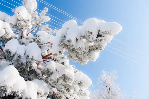 Karla Kaplı Çıplak Ağaçlar Doğa Arka Planda Dalları — Stok fotoğraf