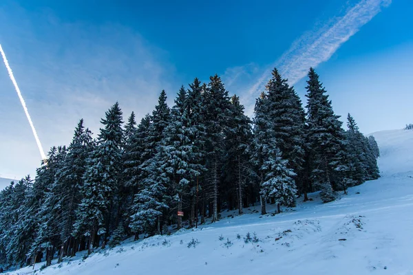 Vue Imprenable Sur Nature Avec Des Pins Ciel Nuageux — Photo