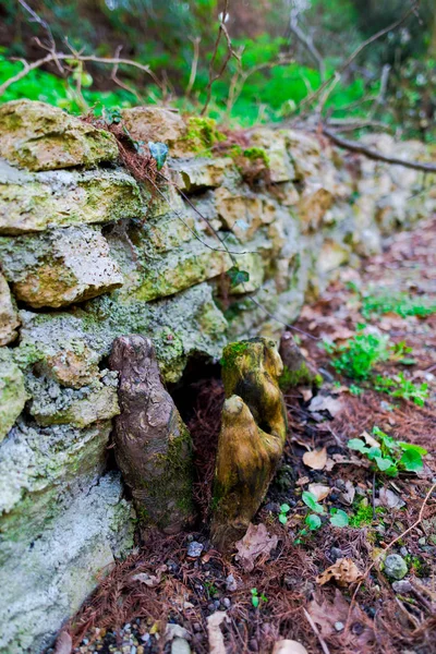 Petite Mousse Dans Forêt — Photo