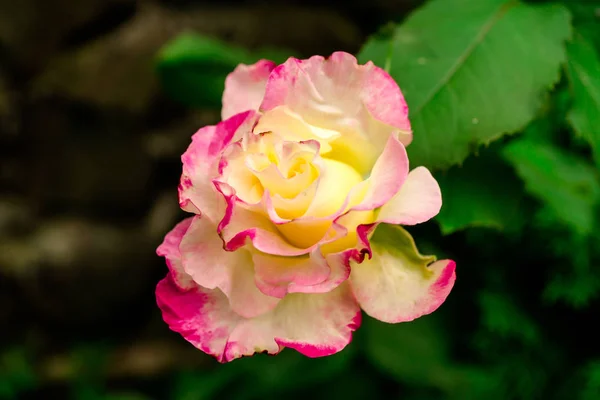 Primo Piano Incredibile Fiore Colorato Fioritura — Foto Stock