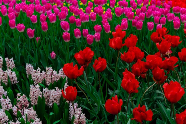 Close Amazing Tender Blooming Flowers — Stock Photo, Image