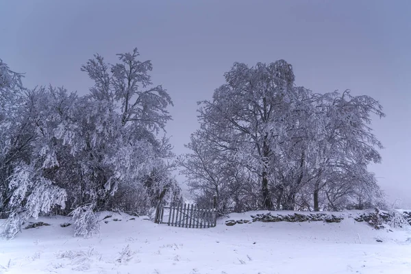 Árboles Desnudos Cubiertos Nieve Ramas Bosque Invernal —  Fotos de Stock