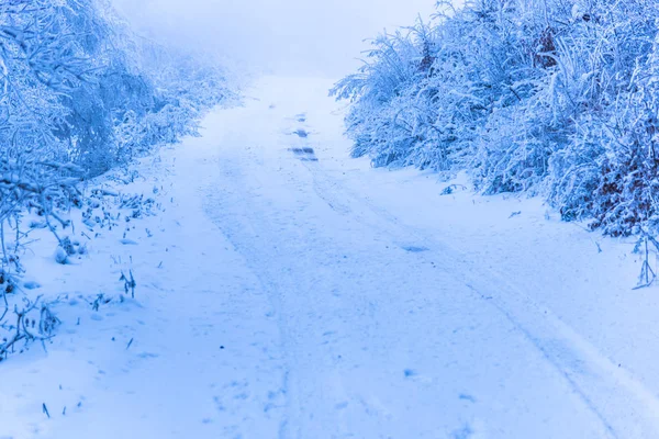 Arbustos Cubiertos Nieve Huellas Neumáticos Bosque Brumoso —  Fotos de Stock