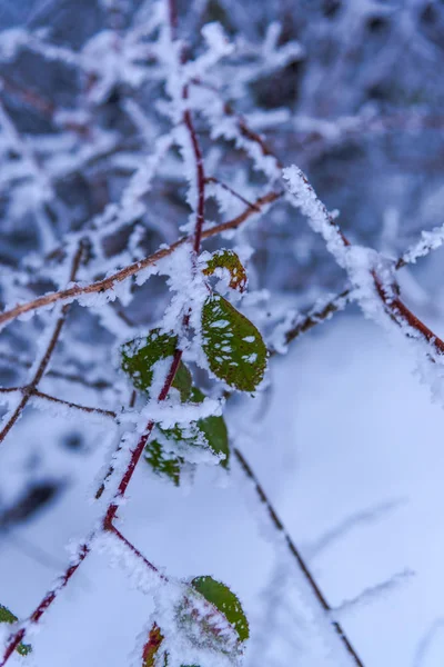在寒冷的森林里被白雪覆盖的光秃秃的树木和树枝 — 图库照片