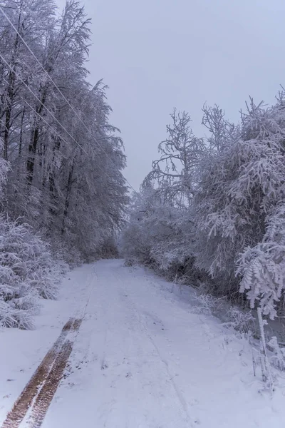 Γεμάτο Χιόνι Κάλυψε Δέντρα Και Ελαστικών Κομματιών Στο Ομιχλώδες Δάσος — Φωτογραφία Αρχείου