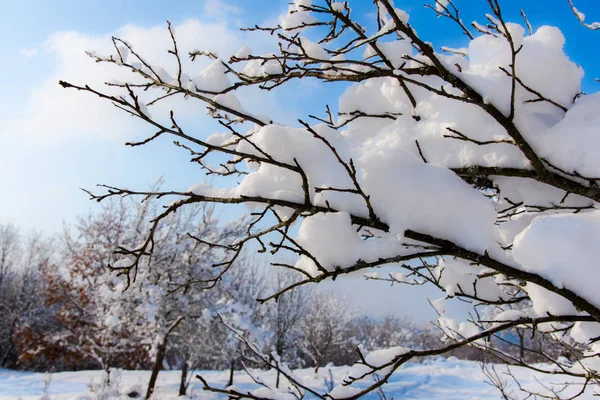 Χιονισμένα Γυμνά Δέντρα Και Κλαδιά Στο Φόντο Της Φύσης — Φωτογραφία Αρχείου