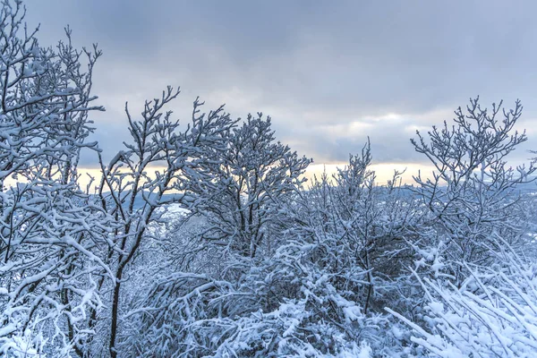 Snow Covered Trees Branches Wintry Forest Stock Picture