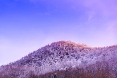 Ağaçlar ve mavi gökyüzü arka plan şaşırtıcı Doğa Manzaralı
