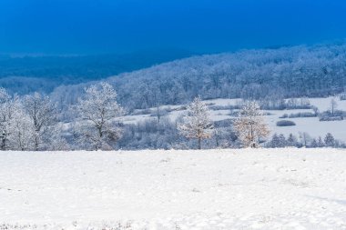 Karlı ağaçlar şaşırtıcı Doğa Manzaralı