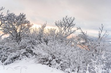 Karla kaplı ağaçlar ve dalları kış orman
