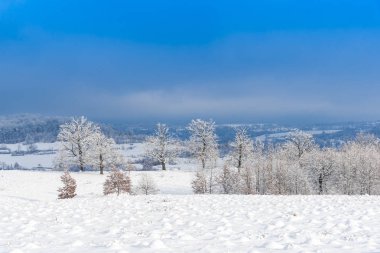 Karla kaplı ağaçlar ve dalları kış orman