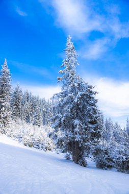 Karla kaplı ağaçlar ve dalları kış orman