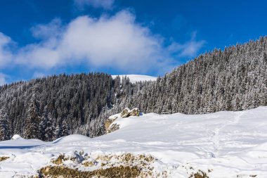 Karla kaplı ağaçlar ve dalları kış orman