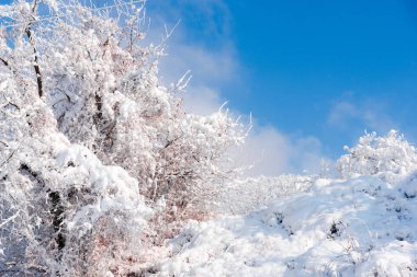 Karla kaplı çıplak ağaçlar ve doğa arka planda dalları