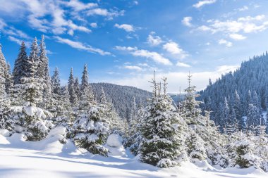 Karla kaplı ağaçlar ve dalları kış orman
