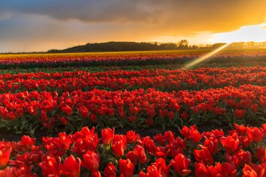 çiçek açan lale ekimi sahasında büyüyen görünümünü