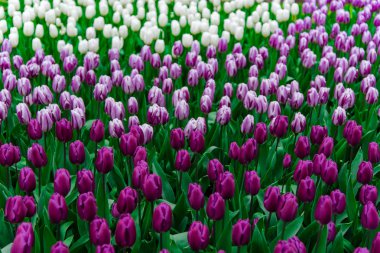 Şaşırtıcı ihale çiçek açan çiçekler yakın çekim