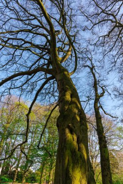ağaçlar ile güzel park 