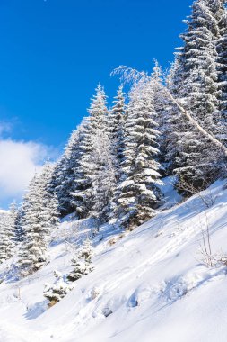 Karla kaplı ağaçlar ve dalları kış orman
