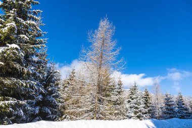 Karla kaplı ağaçlar ve dalları kış orman